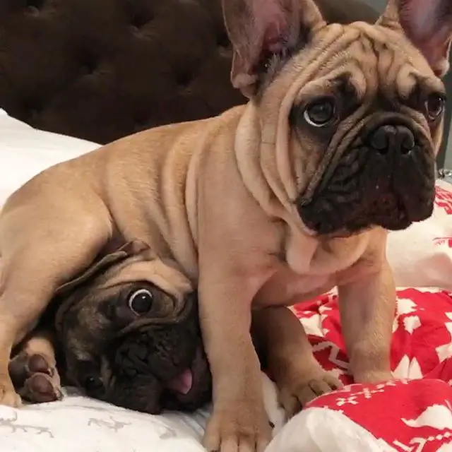 French Bulldogs sitting on the other french bulldog in a bed