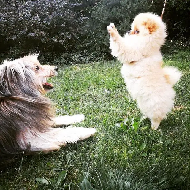 a Pomeranian standing up in the garden while another dog is lying down and watching him