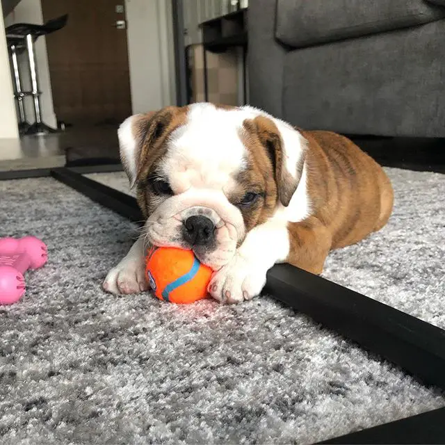 English Bulldog lying on the carpet with a ball in its mouth