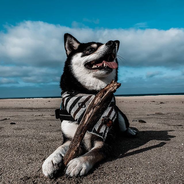 A Shiba Inu lying down in the sand with a stick at the beach