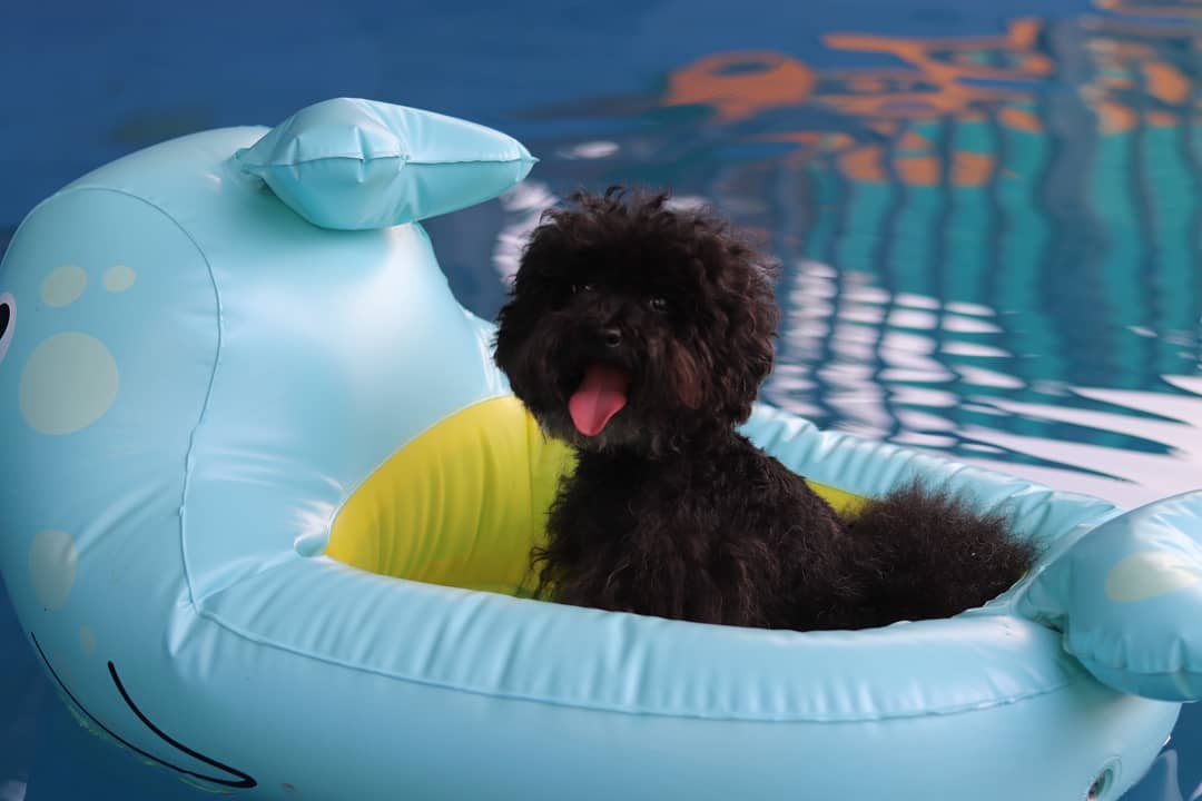 A Poodle puppy sitting in a floatie in the pool