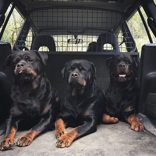 three Rottweilers lying down in the car trunk