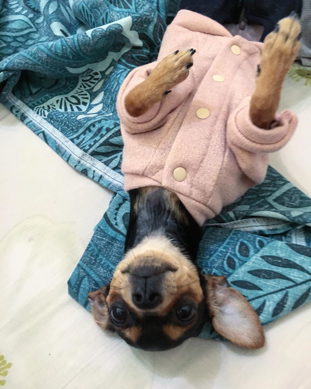 A Toy Fox Terrier wearing a pink sweater while lying on its back on the bed