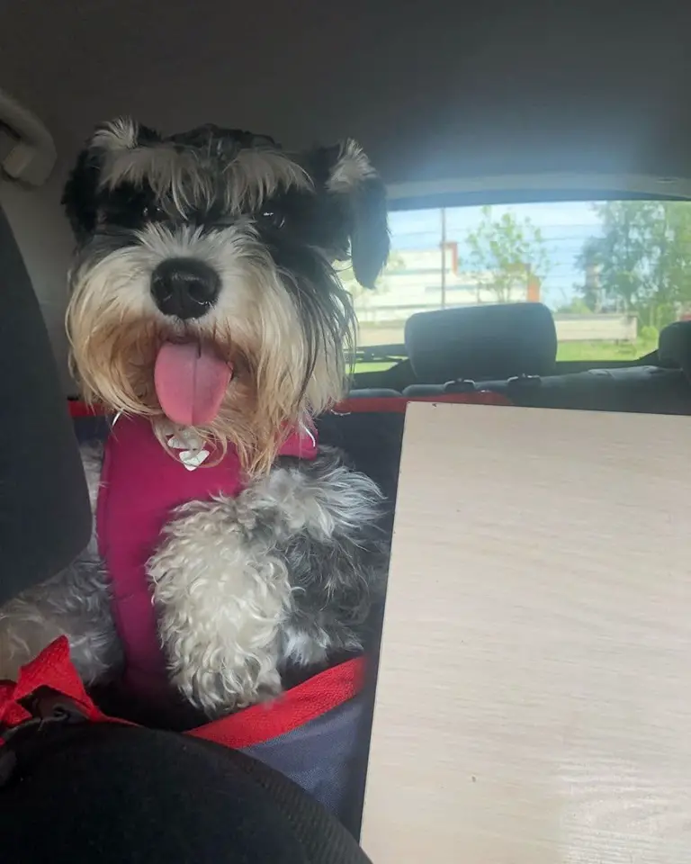 Schnauzer sitting in the backseat next to a table