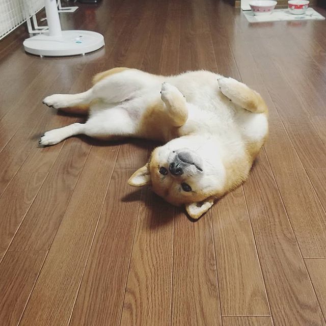 A Shiba Inu lying on its back on the floor