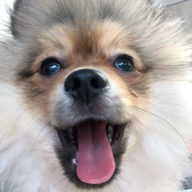 close up happy face of a Pomeranian
