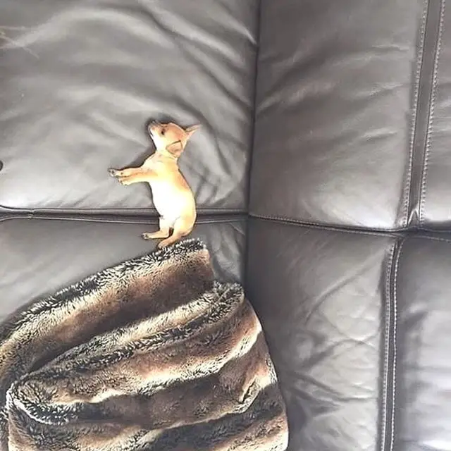 A Chihuahua lying on a large couch