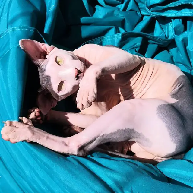 A Sphynx Cat lying on its bed under the sun