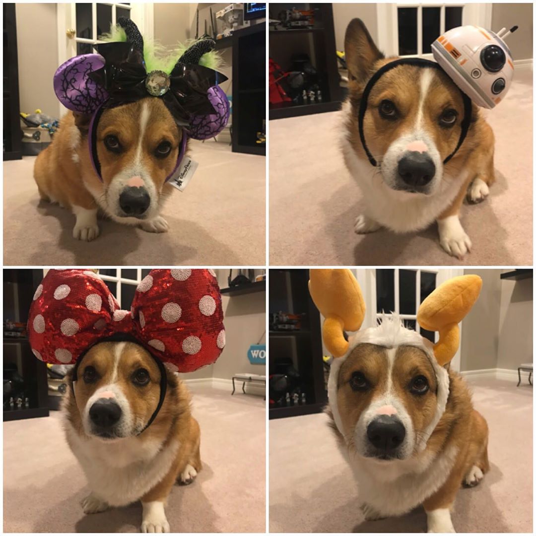 collage photo of Corgi in its variety of halloween head piece while sitting on the floor