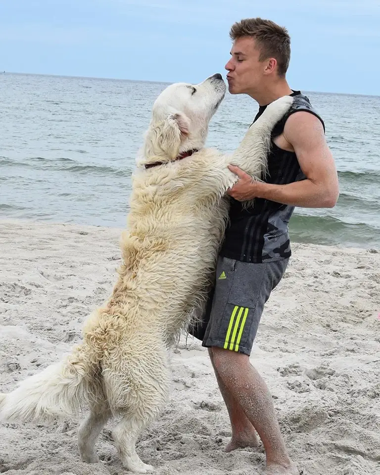 A Golden Retriever standing up leaning towards the man trying to kiss him by the beach