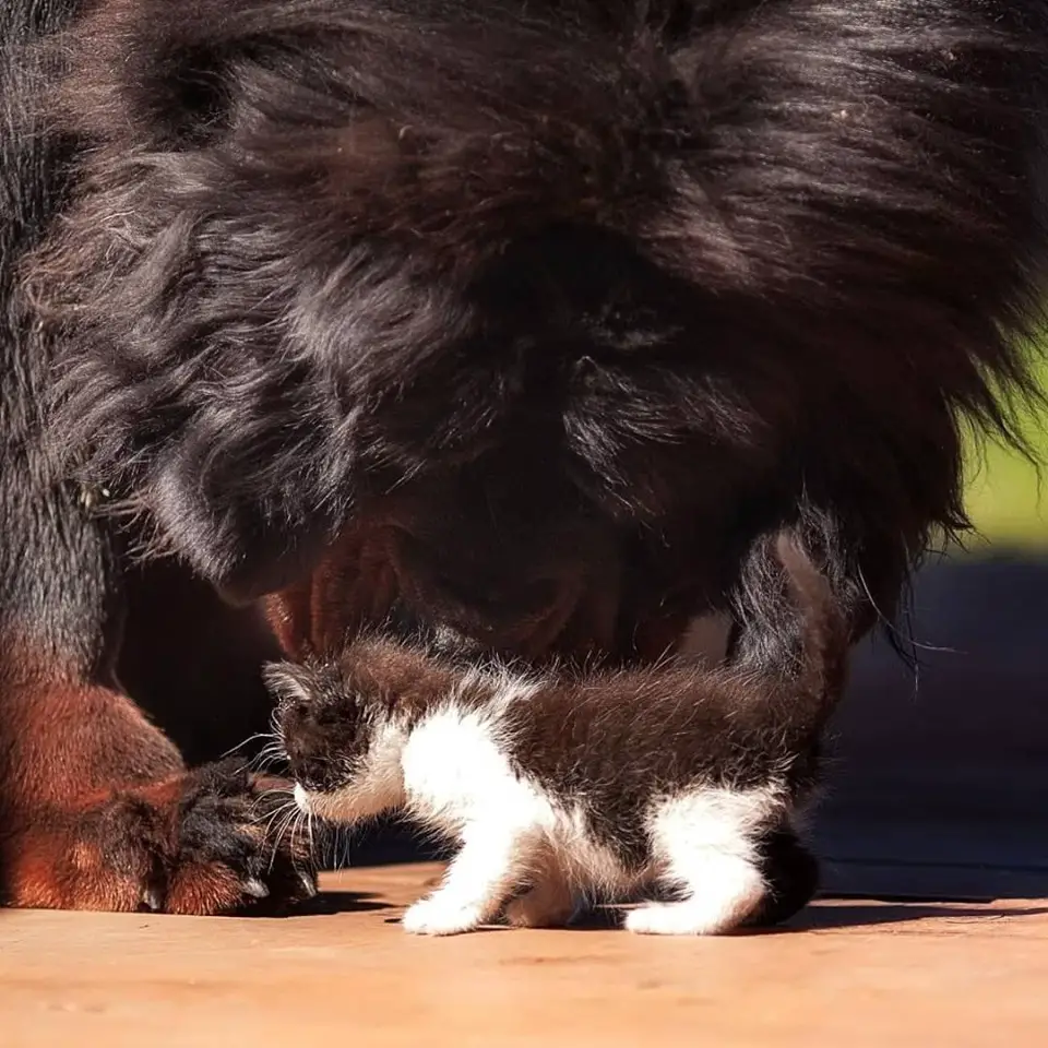 A Mastiff smelling the kitten standing under him while its smelling its feet