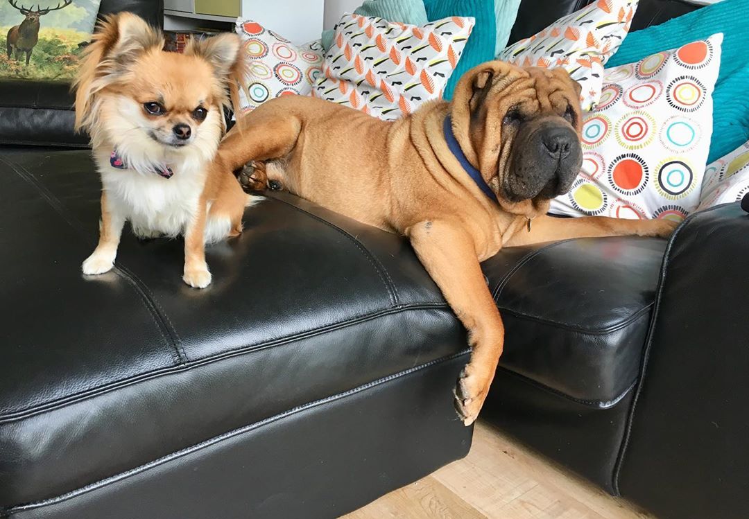 Shar-Pei lying on top of the couch beside a chihuahua