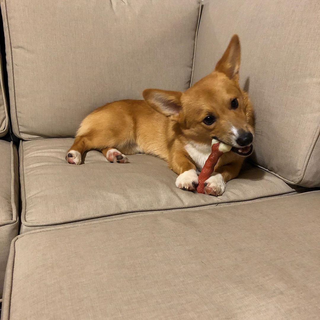A Corgi biting its bone treat while lying on the couch