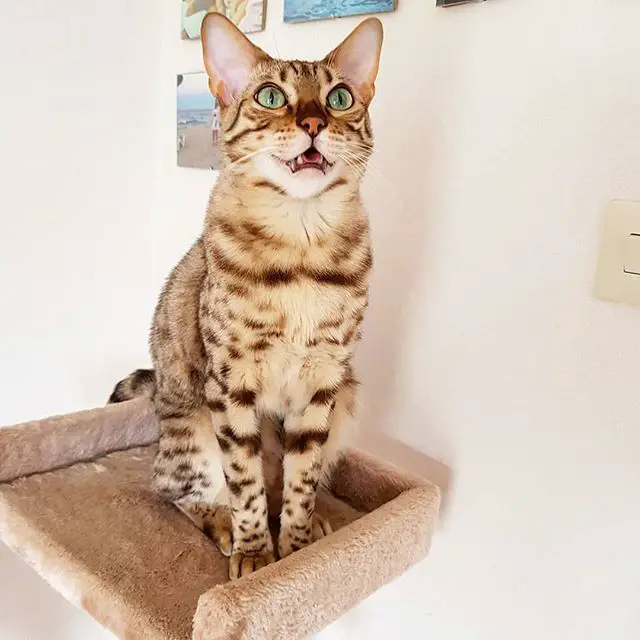 Bengal Cat sitting on top of a small bed stuck on the wall while looking up with its mouth open