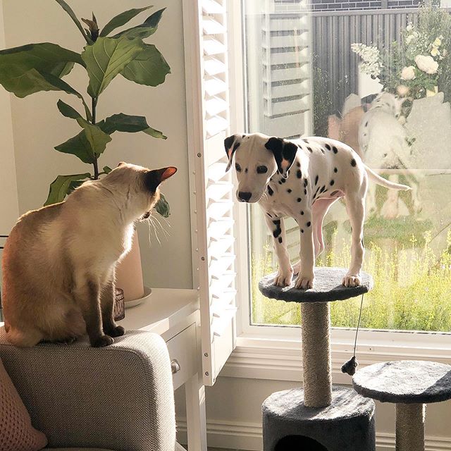 A Dalmatian puppy standing on top of the cat's tower while a cat is watching him wile sitting on the couch