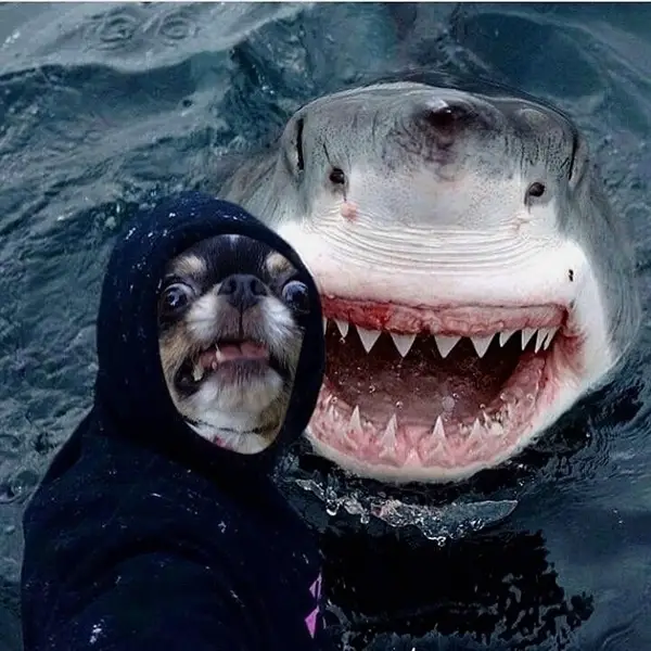 A scared Chihuahua wearing a sweater with a hoodie and a photo of a shark behind him