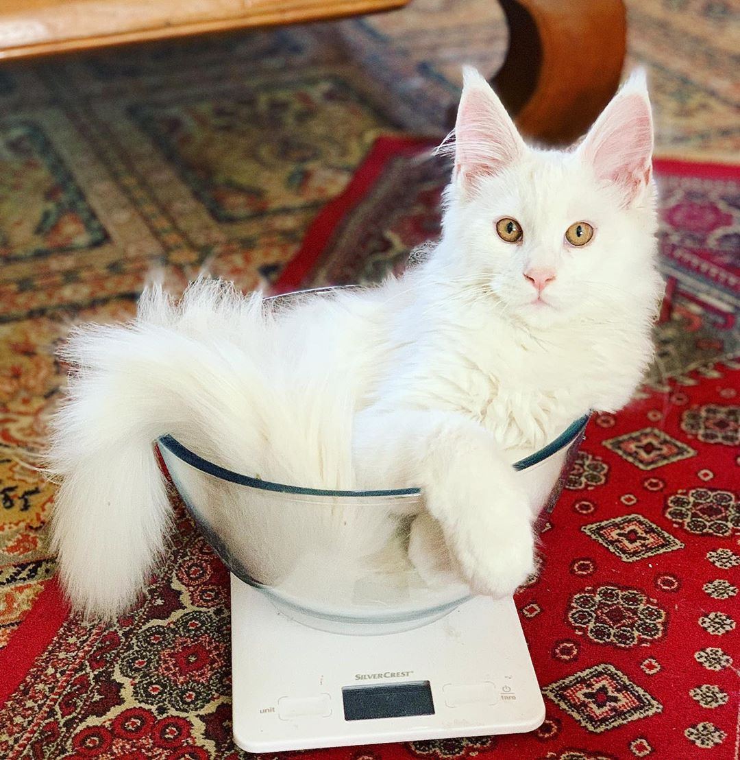 solid white Maine Coon on a glass transparent bowl
