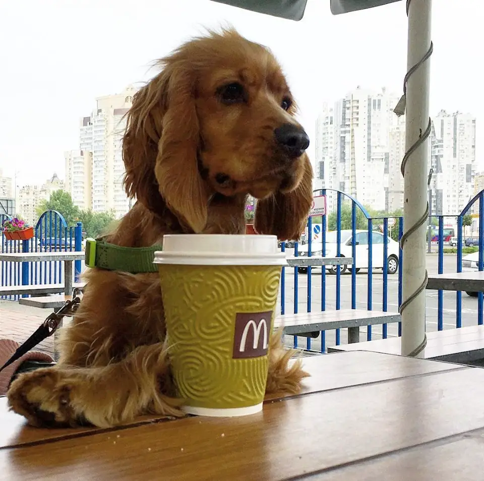 A Cocker Spaniel sitting at the table with a coffee in front of him