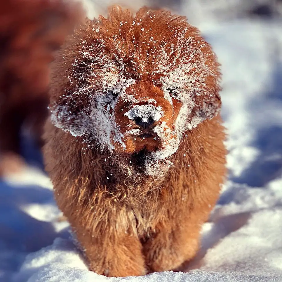 red Mastiff walking in snow with snow in its face