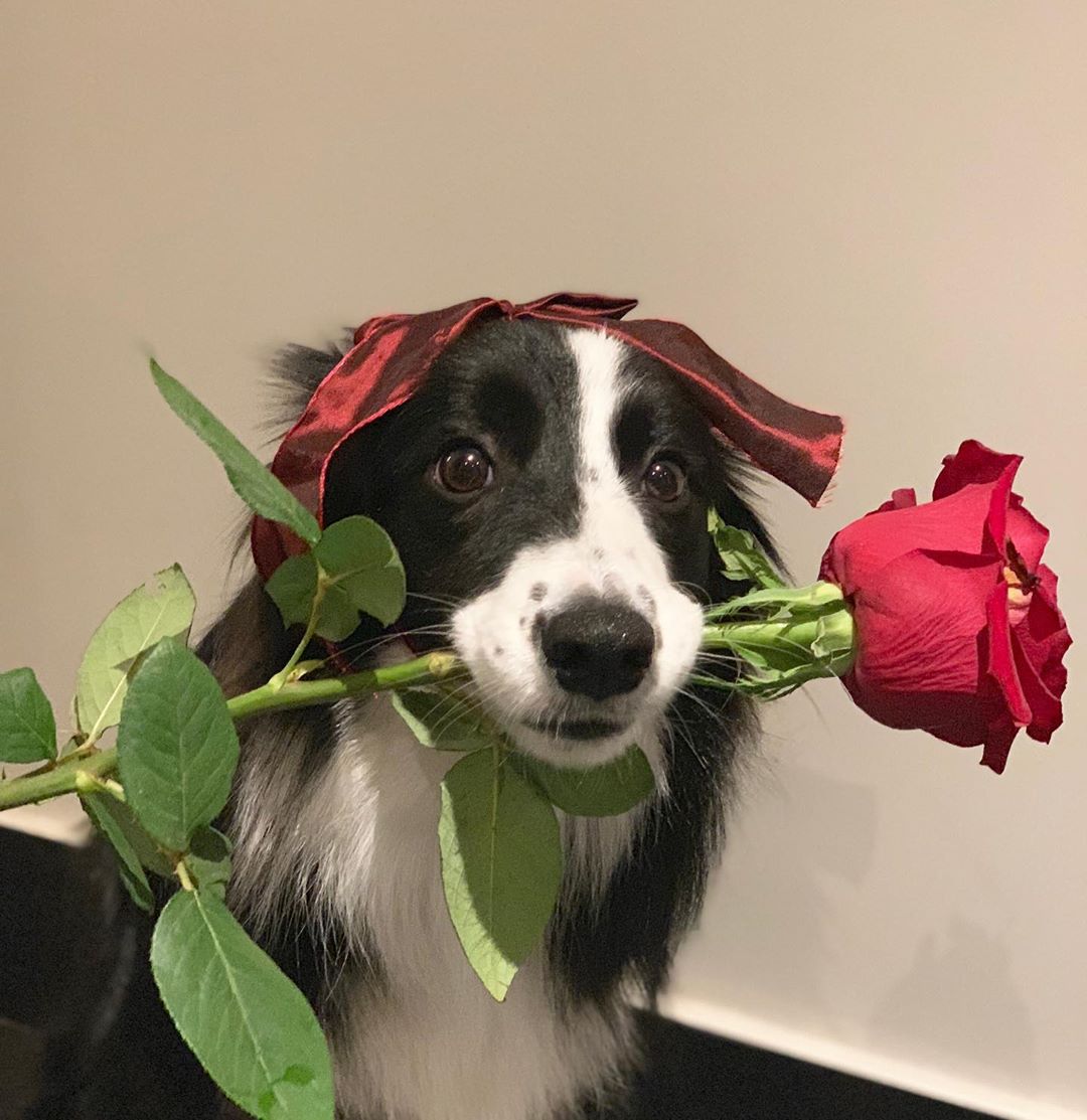 Border Collie holding a rose in its mouth