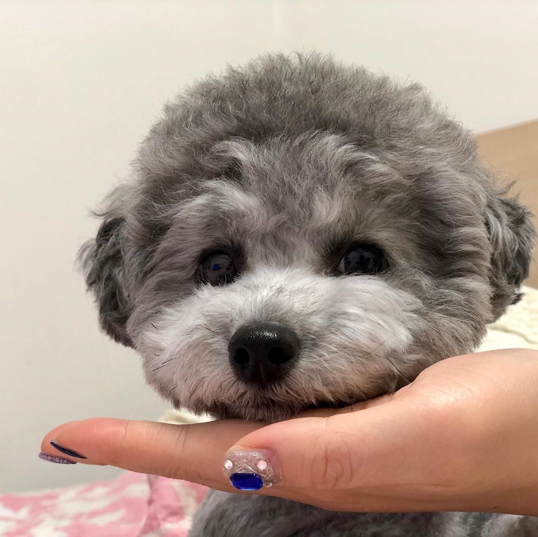 A gray Poodle puppy sitting on the bed wit hits face on top of the hand of a woman