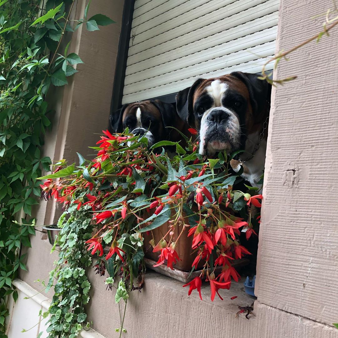 two Boxer looking outside from the window
