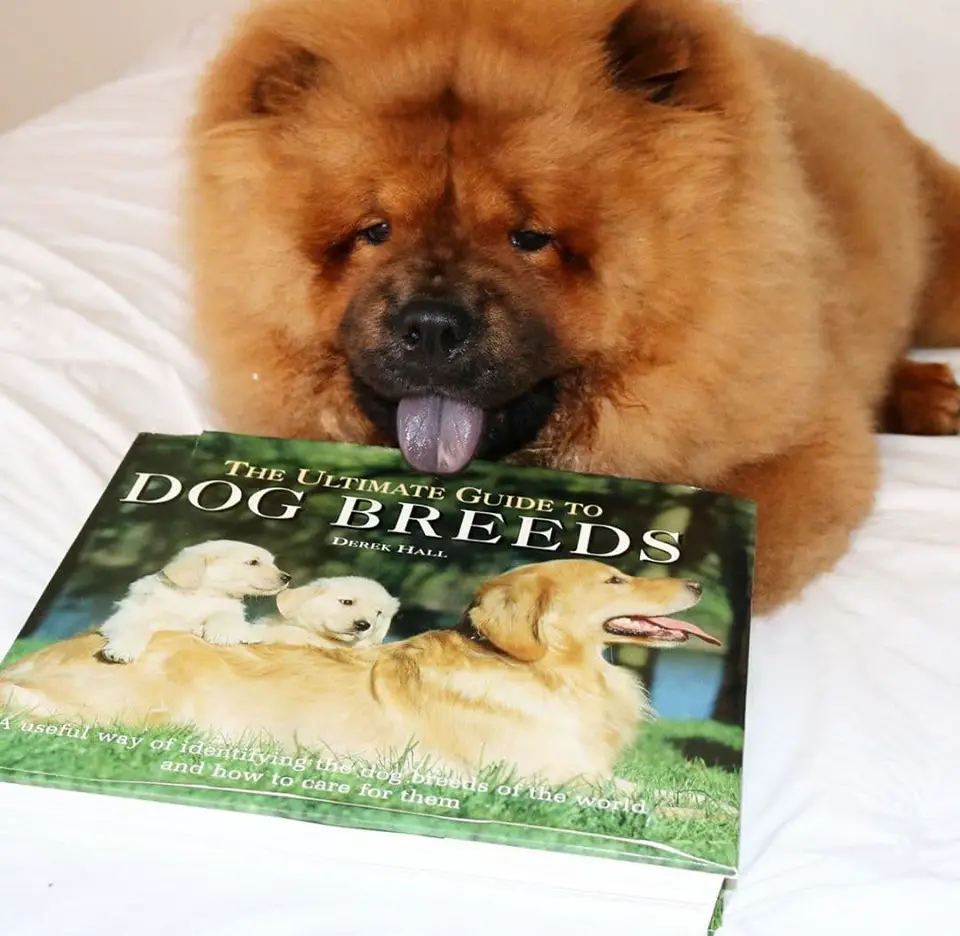 A Chow Chow with its tongue out lying on the bed with a book titled - Dog breeds in front of him