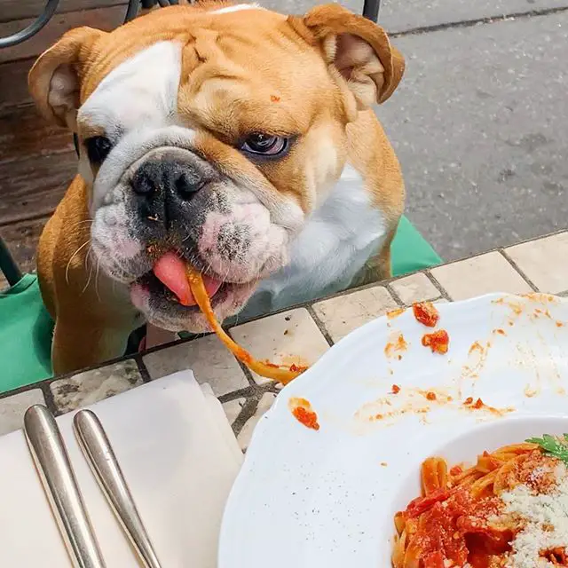 English Bulldog sitting at the table while eating spaghetti