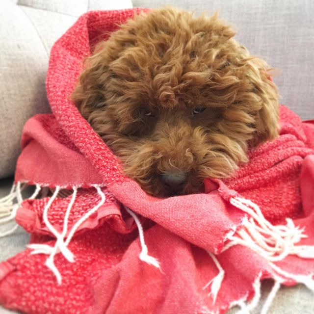 A red Poodle wrapped in a scarf while lying on the couch