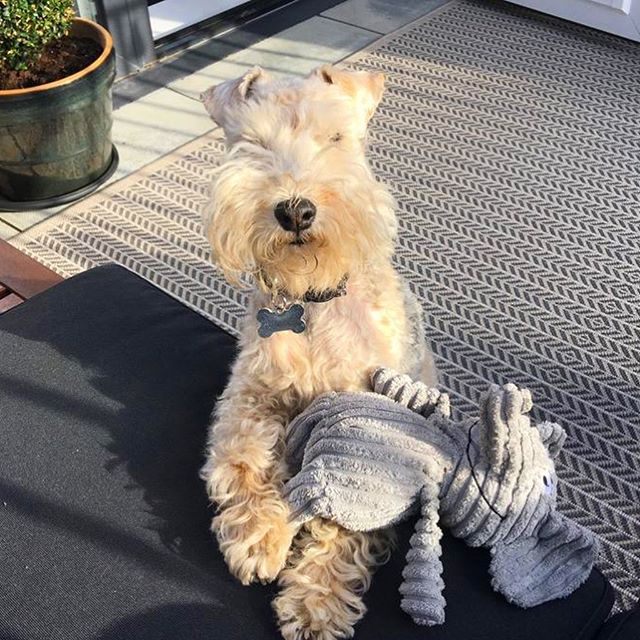 A Fox Terrier standing on the couch with a stuffed toy