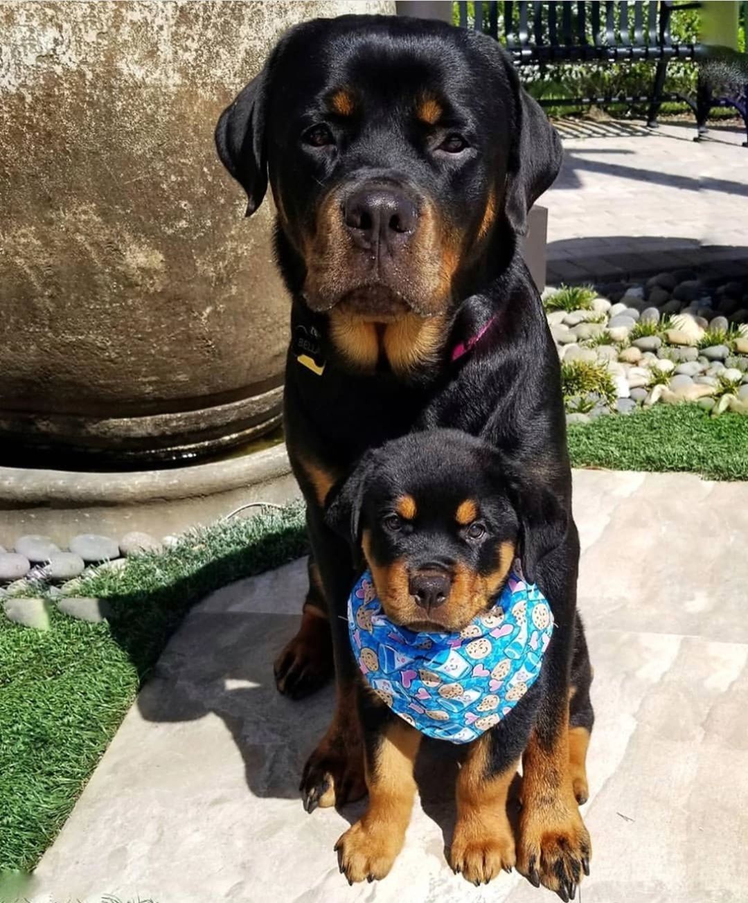 A Rottweiler puppy with an adult Rottweiler behind him while sitting at the park