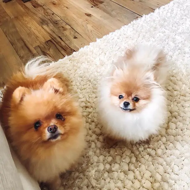 two Pomeranian standing on the carpet with their begging faces