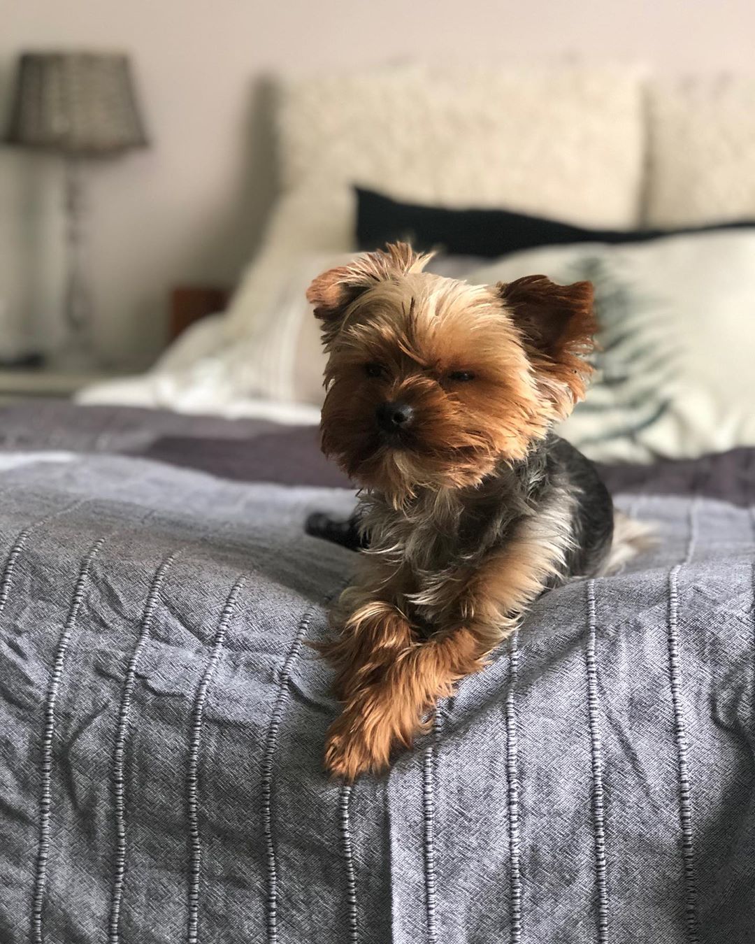 Yorkshire Terrier lying down on the edge of the bed