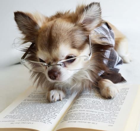A Chihuahua wearing glasses while lying down staring at an open book on the bed