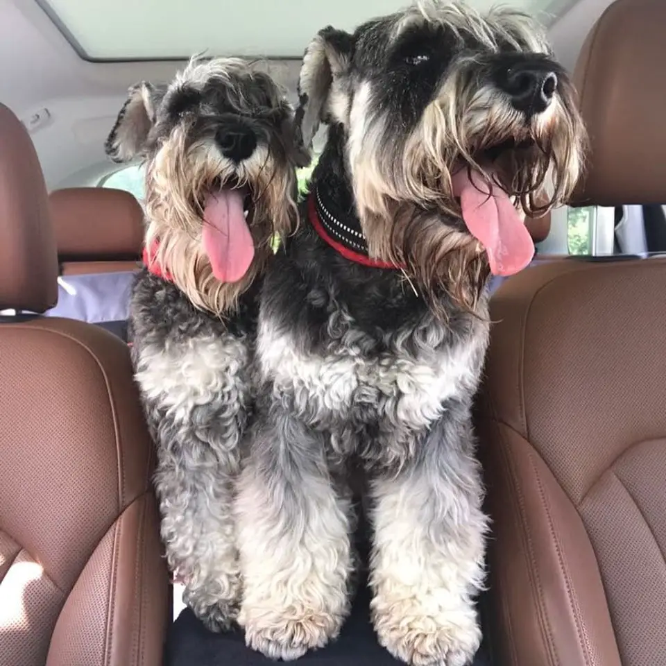 two Schnauzer standing in between the the driver seat and passenger seat with their tongue sticking out