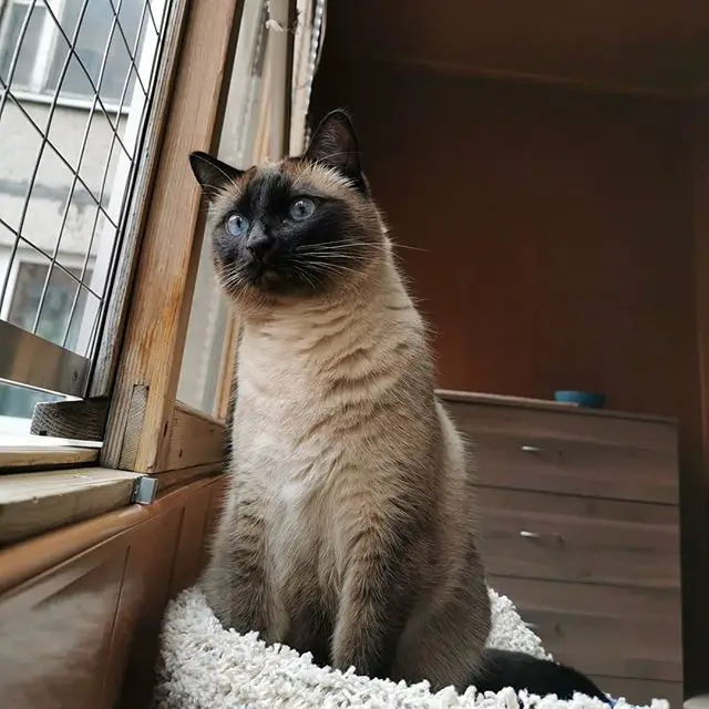 Siamese Cat sitting on tis bed beside the window