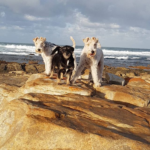 two Fox Terrier standing on the rocks by the beach with another dog in between them