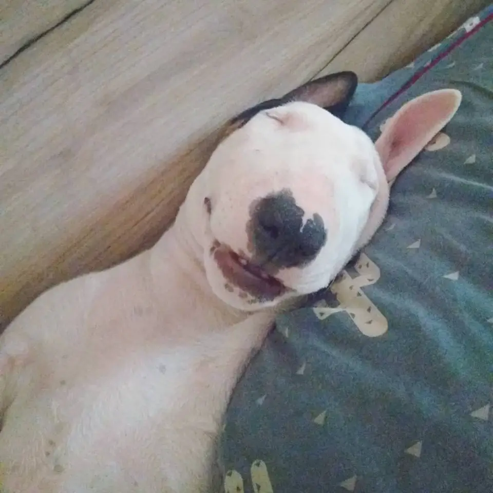 A Bull Terrier sleeping on the bed while smiling