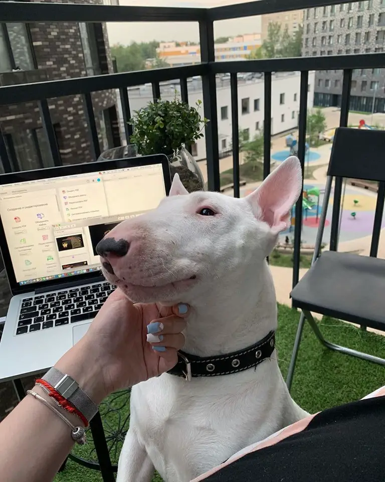 A Bull Terrier sitting in the balcony in front of its human while being pet in the face
