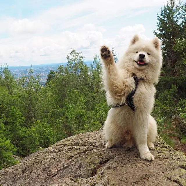 Samoyed dog on top of a big rock raising its paws