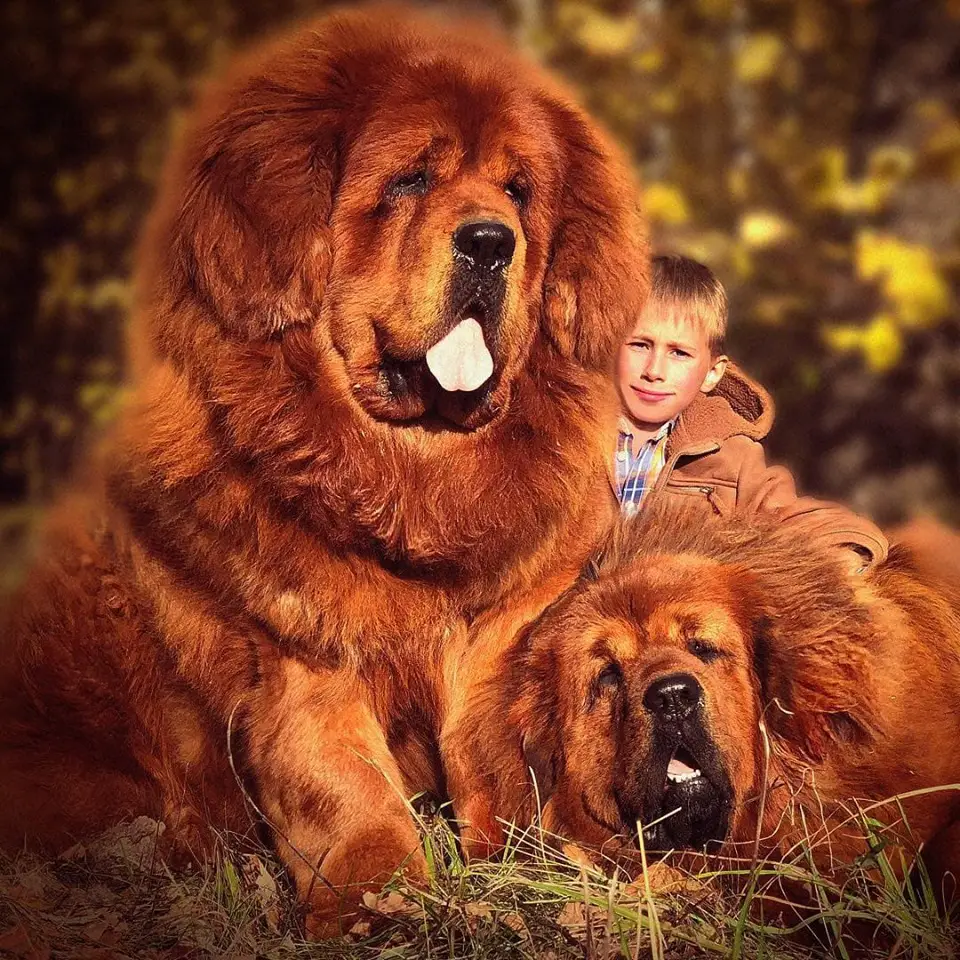 adult and young red Mastiff in the forest with a boy in between them