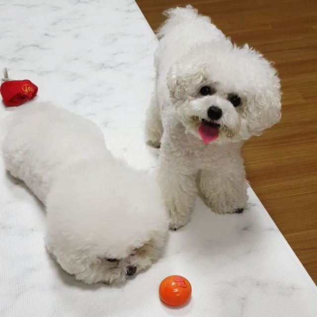 two Bichon Frise on the floor with an orange