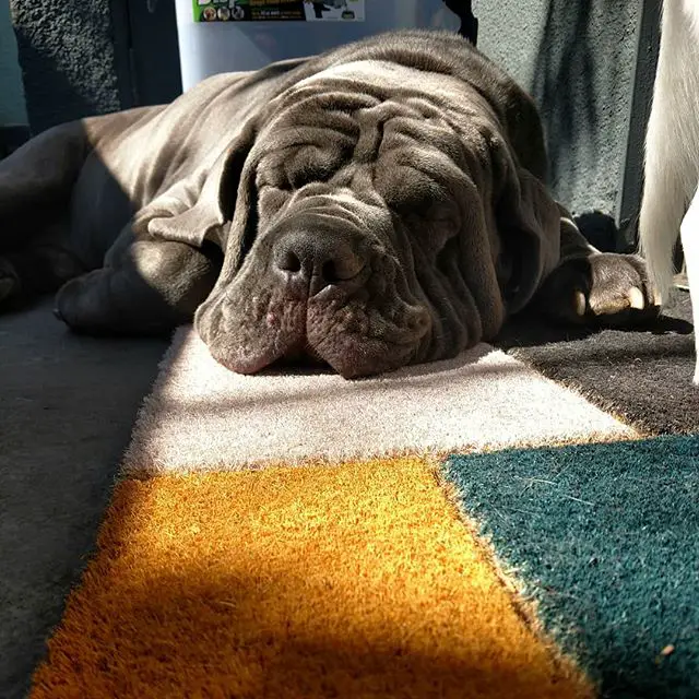 A Neapolitan Mastif sleeping on the carpet under the sunlight