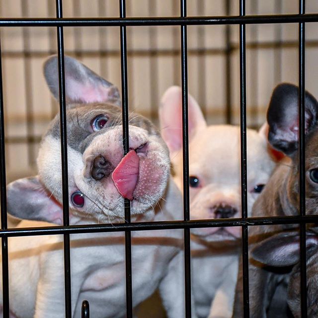 cute french bulldog puppies inside a crate and one of them is licking the crate