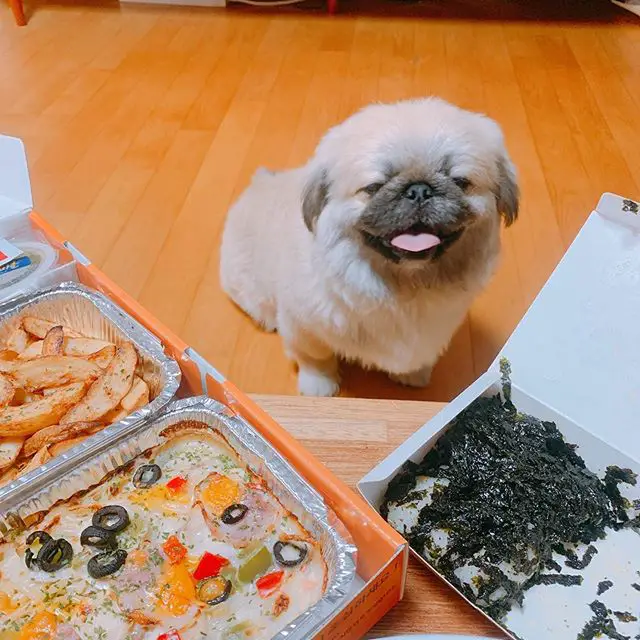 A smiling Pekingese sitting on the floor behind the food on top of the table