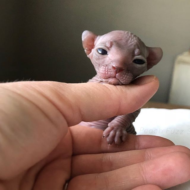 A Sphynx kitten's face in the thumb of a person