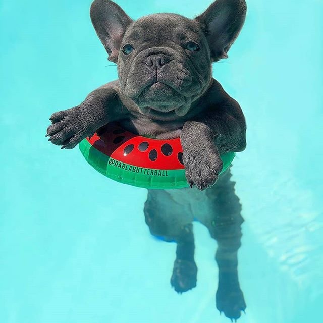 cute French Bulldogs floating in the pool with its watermelon lifesafer