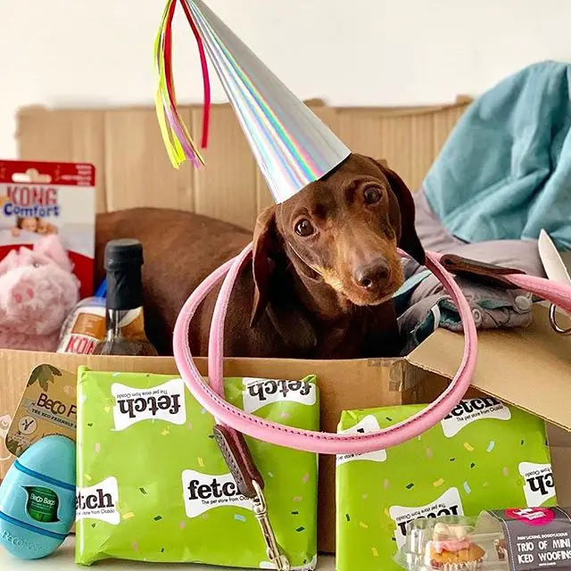 A Dachshund wearing a long cone hat standing inside the cardboard box filled with his new bought things