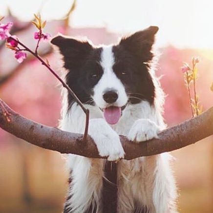 Border Collie leaning behind the branch of a tree with small purple flowers in the forest