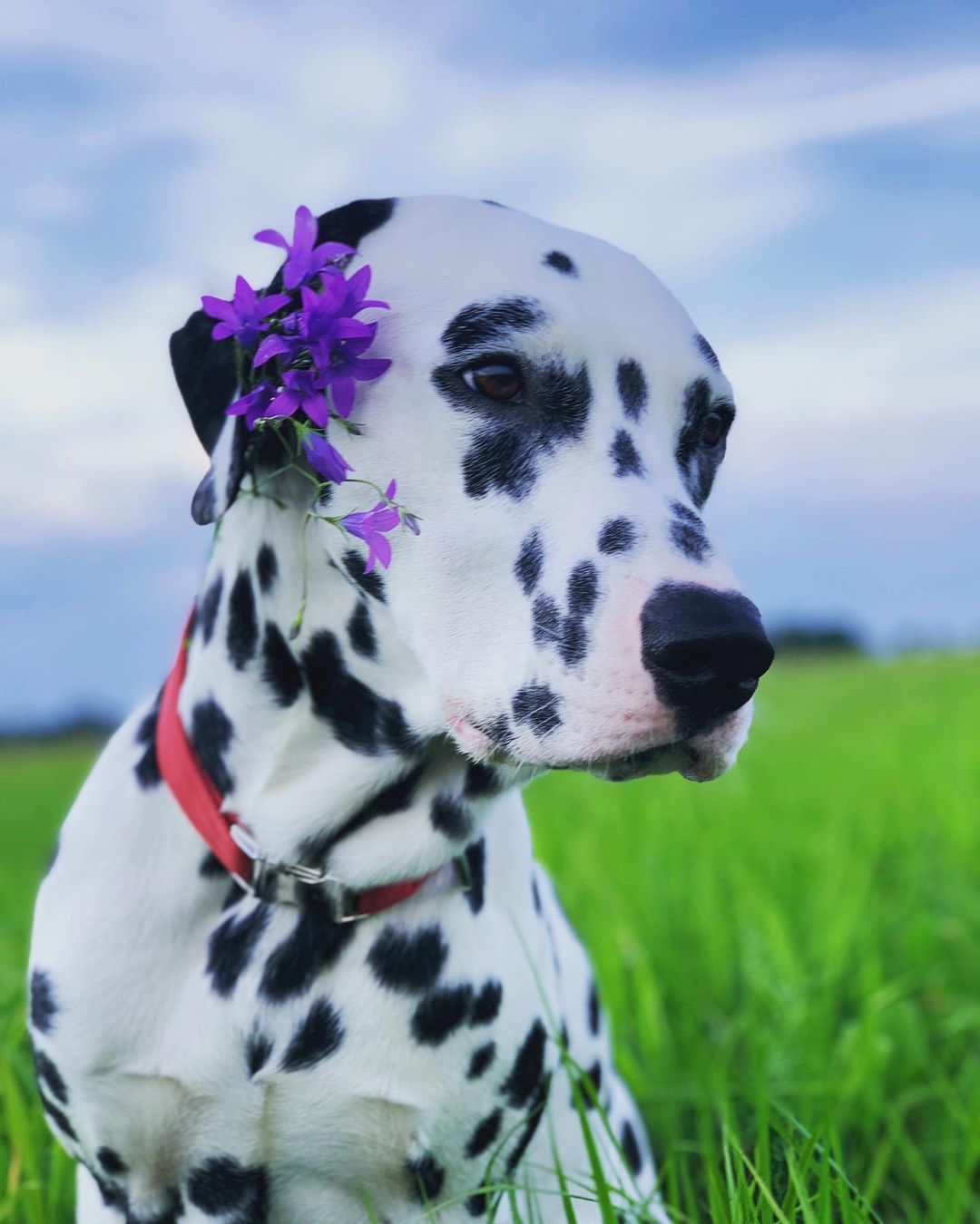 A Dalmatian sitting in the field of grass with purple flowers on its ears